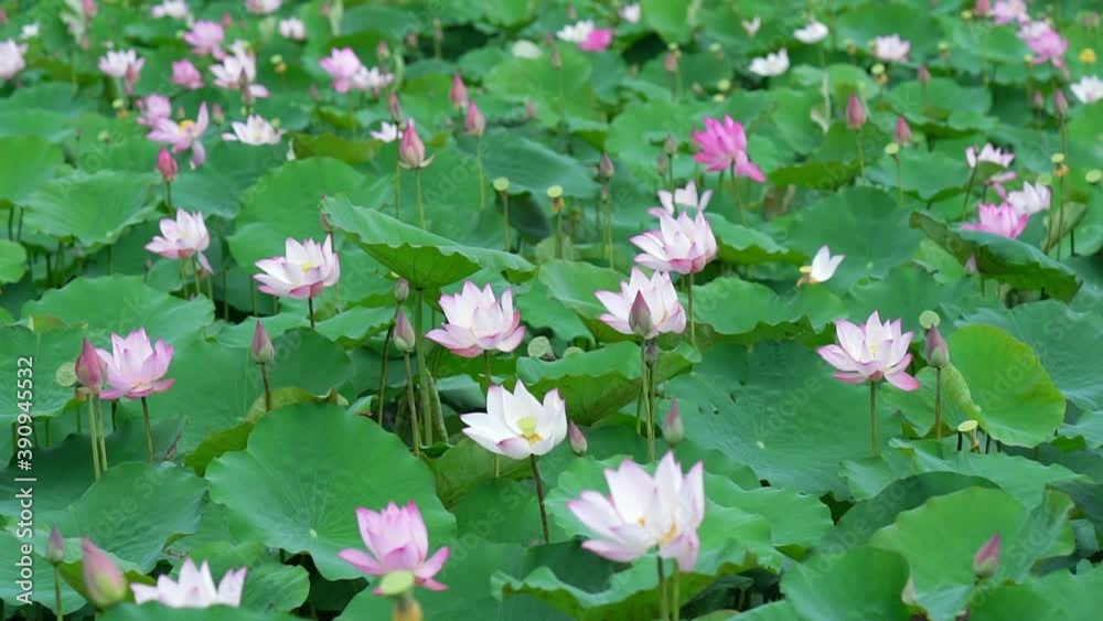 Lotus fields bloom in the spring morning. Buddhist flowers, bright and pure Lotus fields bloom in the spring morning. Buddhist flowers, bright and pure