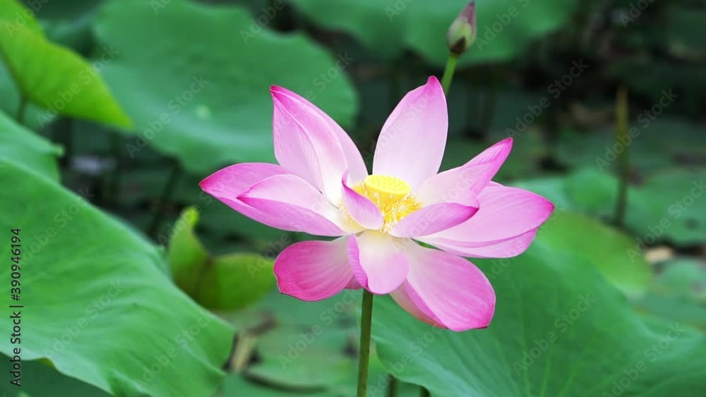 Close up of lotus flower blooming on spring wind morning. Buddhist flowers, bright and pure Close up of lotus flower blooming on spring wind morning. Buddhist flowers, bright and pure