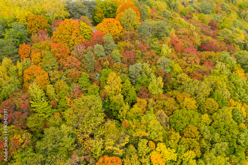 紅葉した森　真俯瞰　空撮 © metamorworks
