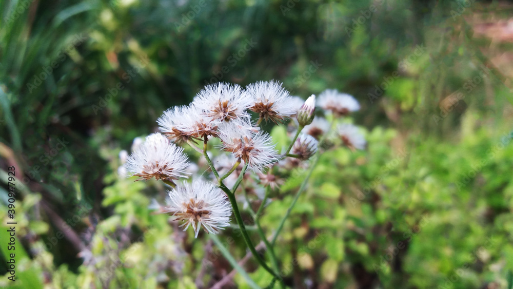 Mist grass Scientific name: Vernonia cinereaLess. Or some local referred to as the Noi or Tiger Sam, is a biennial plant with a soft spine, the lower leaves have a shorter fort than the one above the 