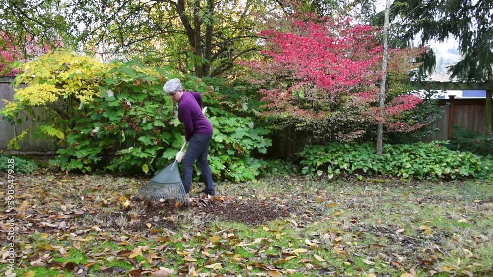 Middle aged woman raking up fall leaves off a backyard lawn
