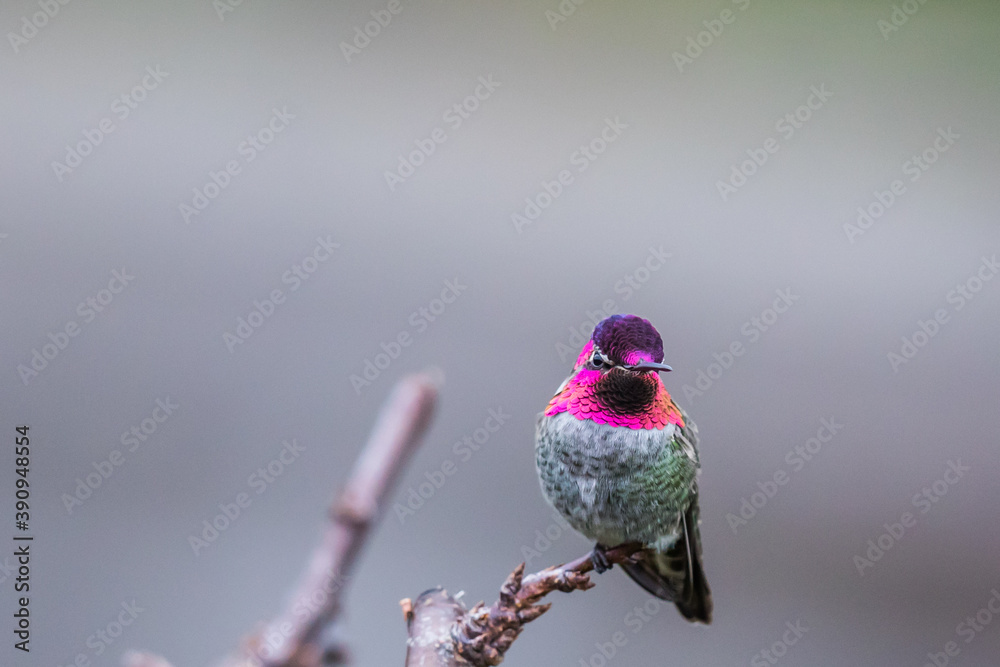Obraz premium Mallard Drake and Two Hens With Cupped Wings Heading for a Landing
