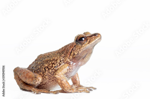 rain frog isolated on white background