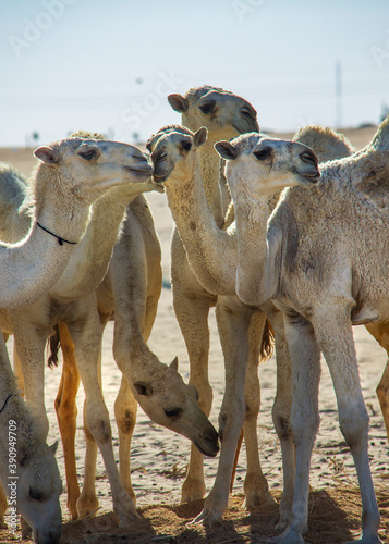 White Camels in the desert