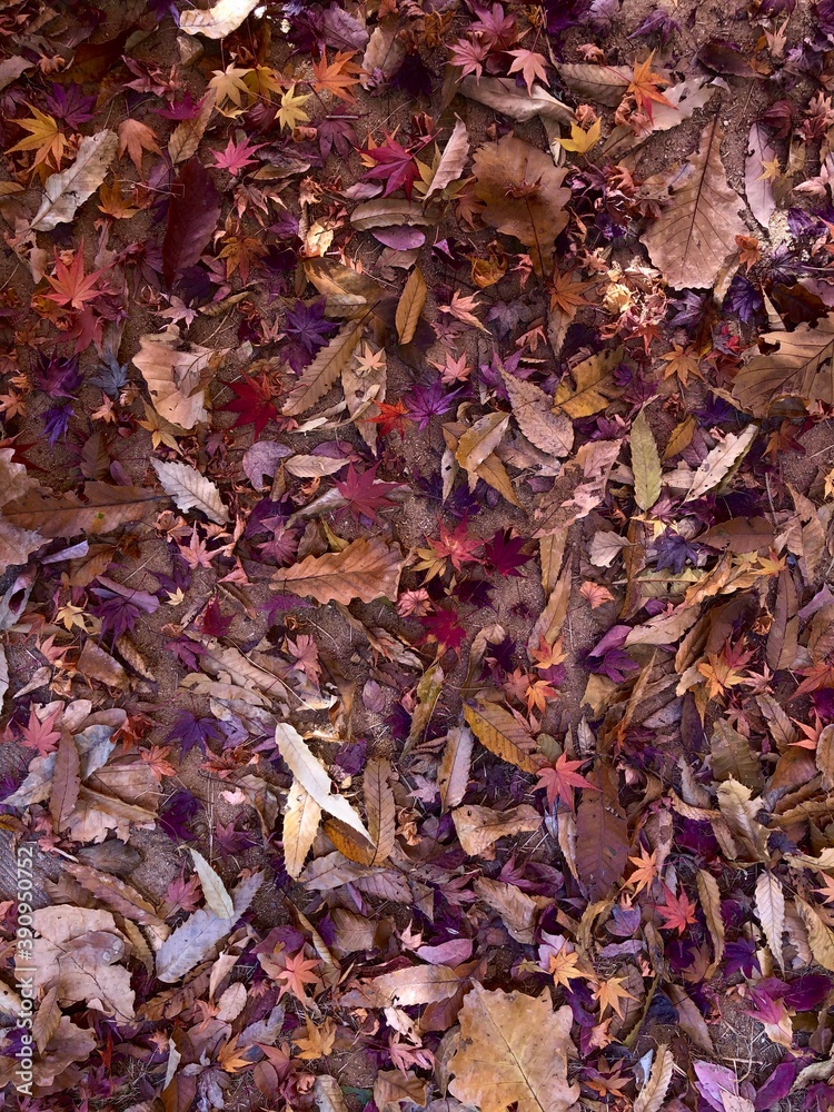 Beautiful fallen leaves on ground Beautiful fallen leaves on ground