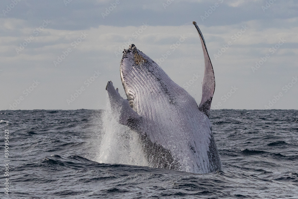 Fototapeta premium Humpback Whale Breach at Sunrise