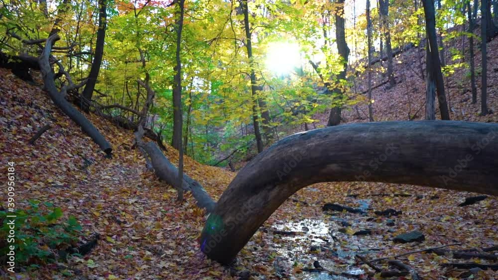 Water Stream in the Woods During Fall with Sun Flare Peaking Through Trees Water Stream in the Woods During Fall with Sun Flare Peaking Through Trees