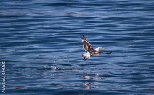 Gaviota volando sobre el agua