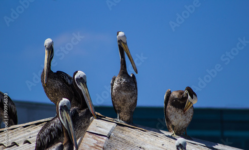 Pelicanos descansando © Joaquín Rivera