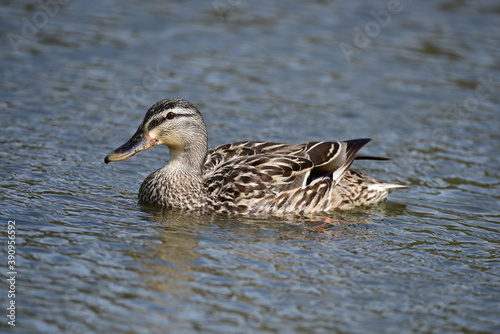 Mallard duck in the park in auckland 