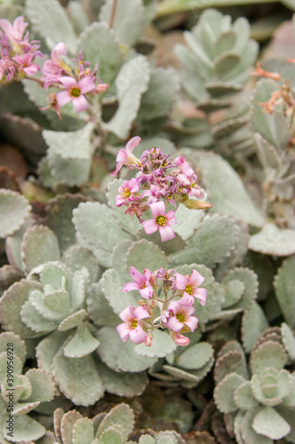 Kalanchoe pumila is a species of flowering plant in the Crassulaceae family. 
It is native to Madagascar. It is a spreading, dwarf succulent subshrub, with and clusters of purple-veined pink flowers. 