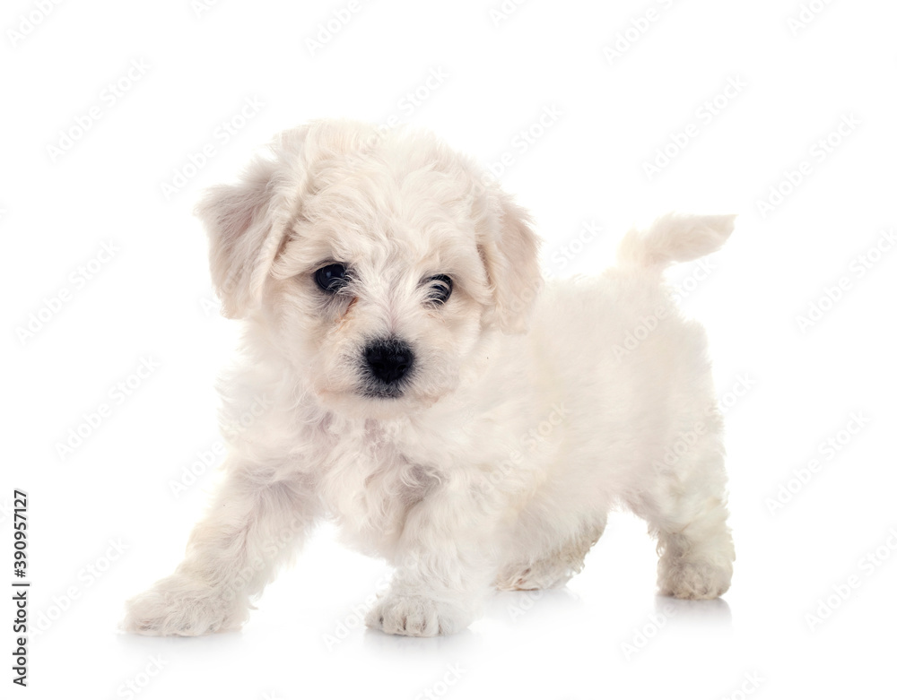 Obraz premium Bichon Frise in studio