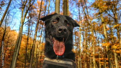 Schwarzer Labrador im deutschen Wald photo