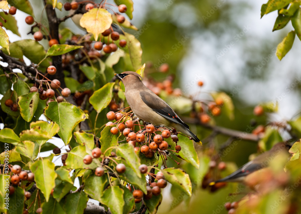 Obraz premium robin in a tree