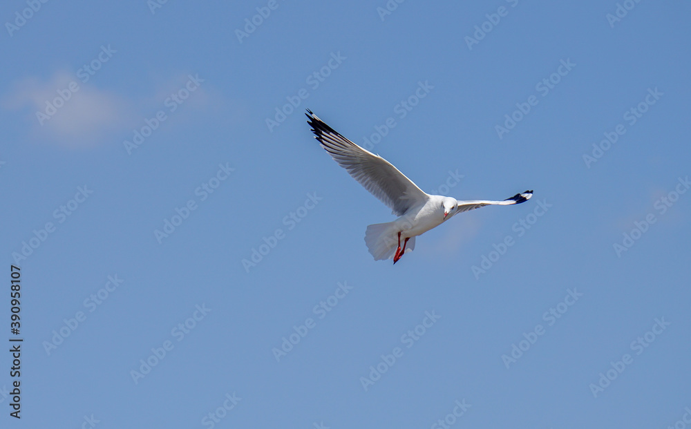 Obraz premium Seagull