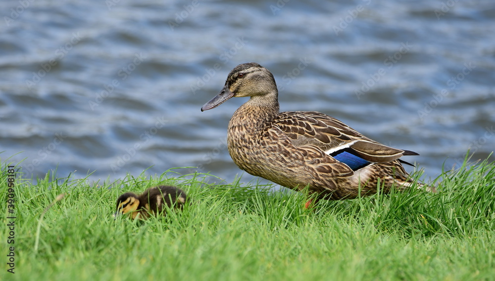 Obraz premium Mallard duck in the park in auckland 