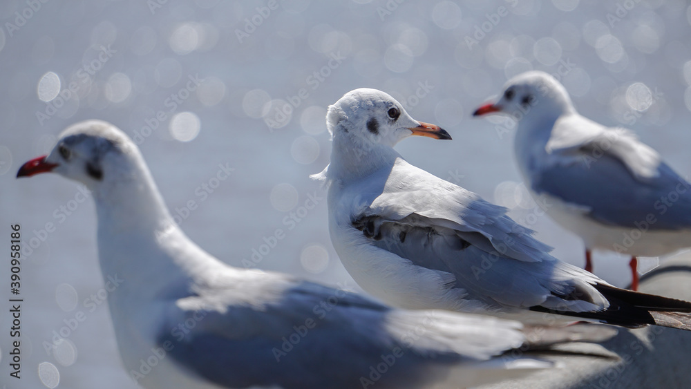Seagull Seagull
