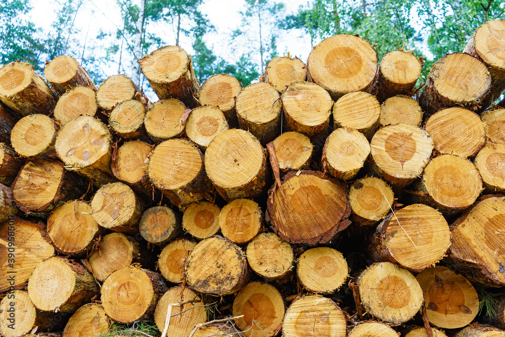 Pile of wood wooden logs in forest Pile of wood wooden logs in forest