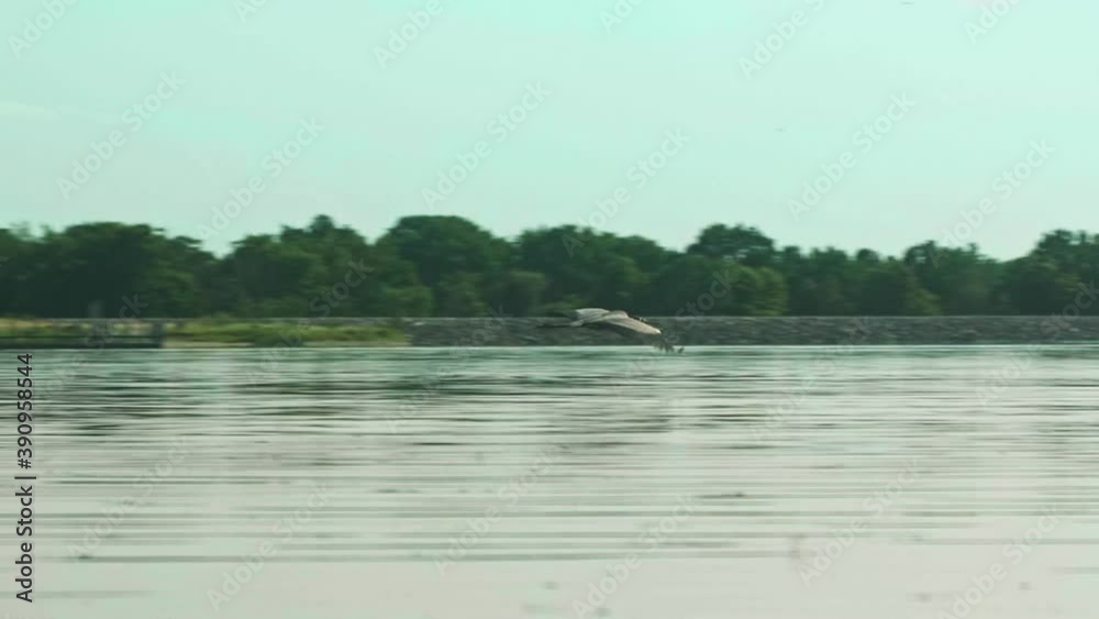 Crane flying quickly aboce surface of lake, Slow Motion Crane flying quickly aboce surface of lake, Slow Motion