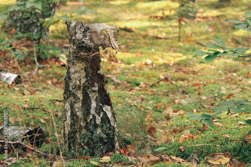 Stump of tree in outdoor