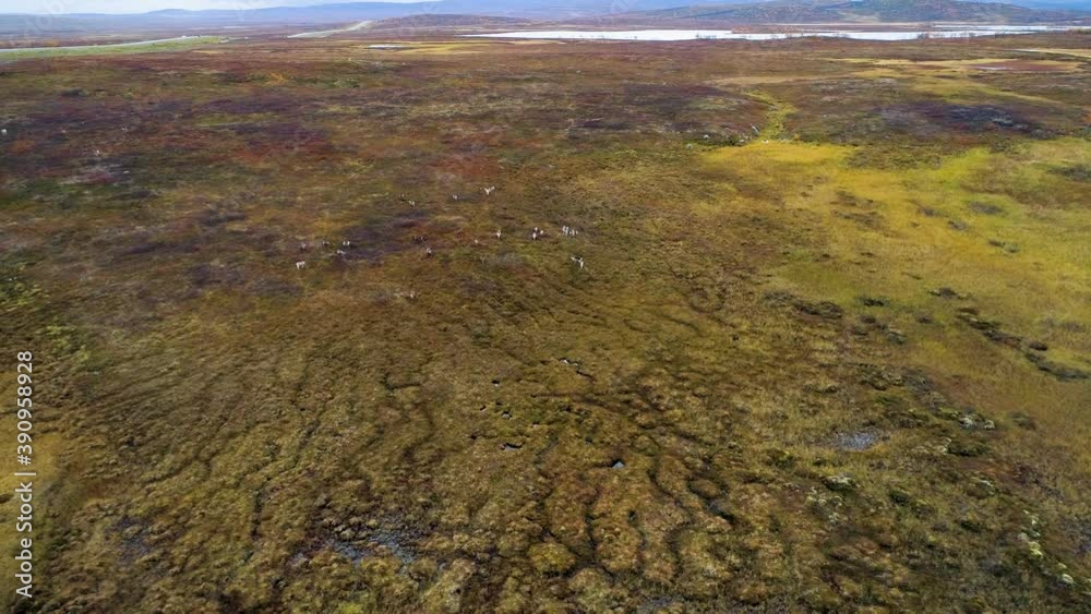 Drone shot of a group of Reindeer in arctic tundra, Rangifer Tarandus, overcast, autumn day, in Siberia, Russia - tracking, aerial view