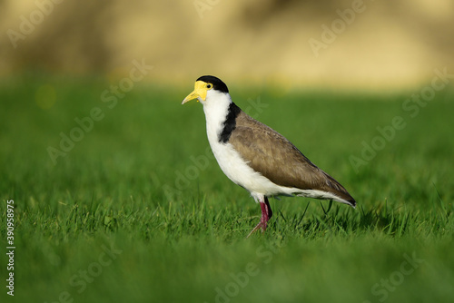 Masked lapwing in the park in Auckland  © RG