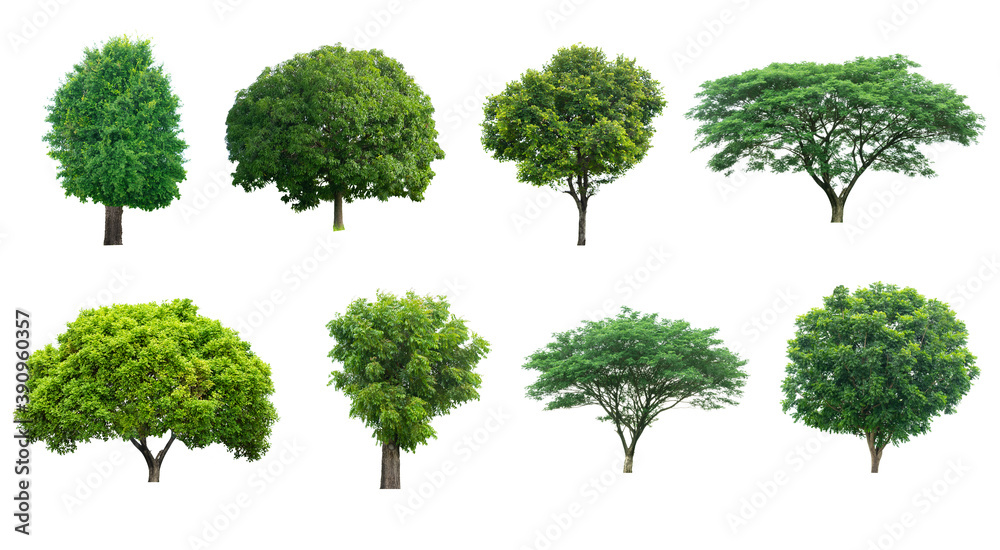 Fototapeta premium Collection Green Tree large on a white background.