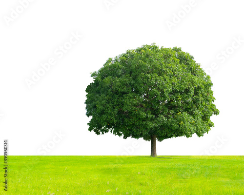 A large green tree in the meadow on a white background.