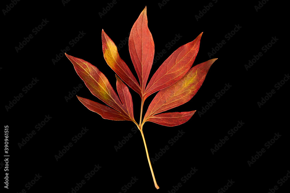 Autumn peony leaf