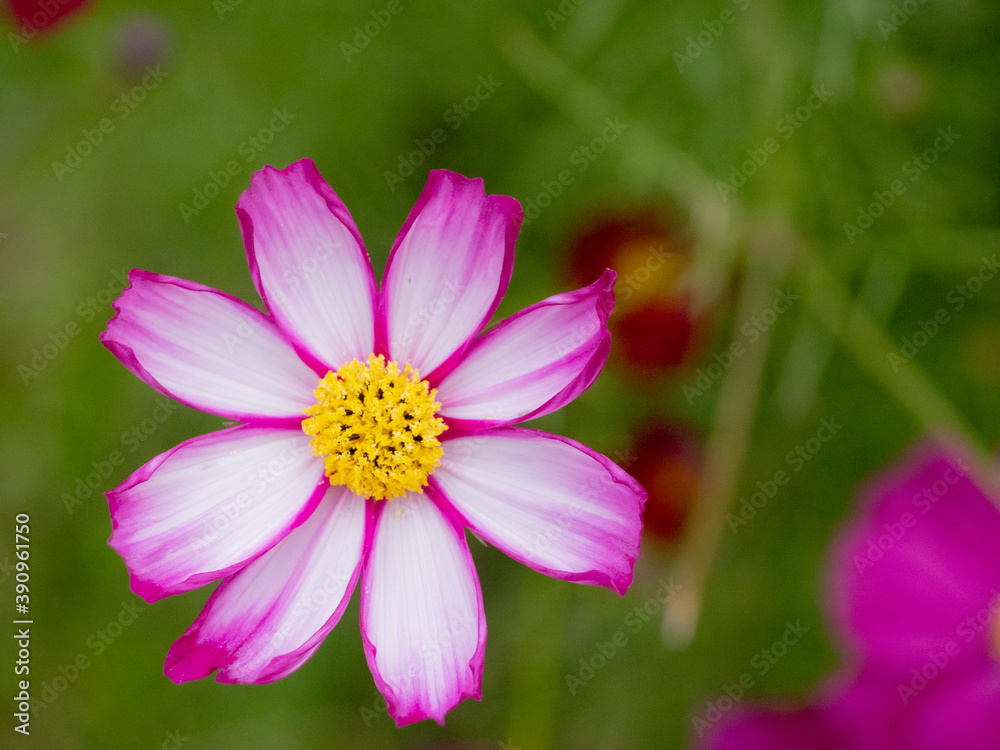 満開のコスモス／万博記念公園