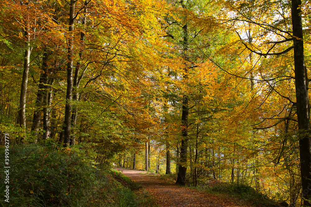 Obraz premium Herbstliche Waldwege in der Ortenau nahe Ettenheim