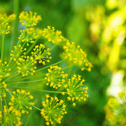 Dill inflorescence on a background of green grass. Yellow small flowers. Bright and juicy square illustration on the theme of summer  garden and warm sunny days. Macro