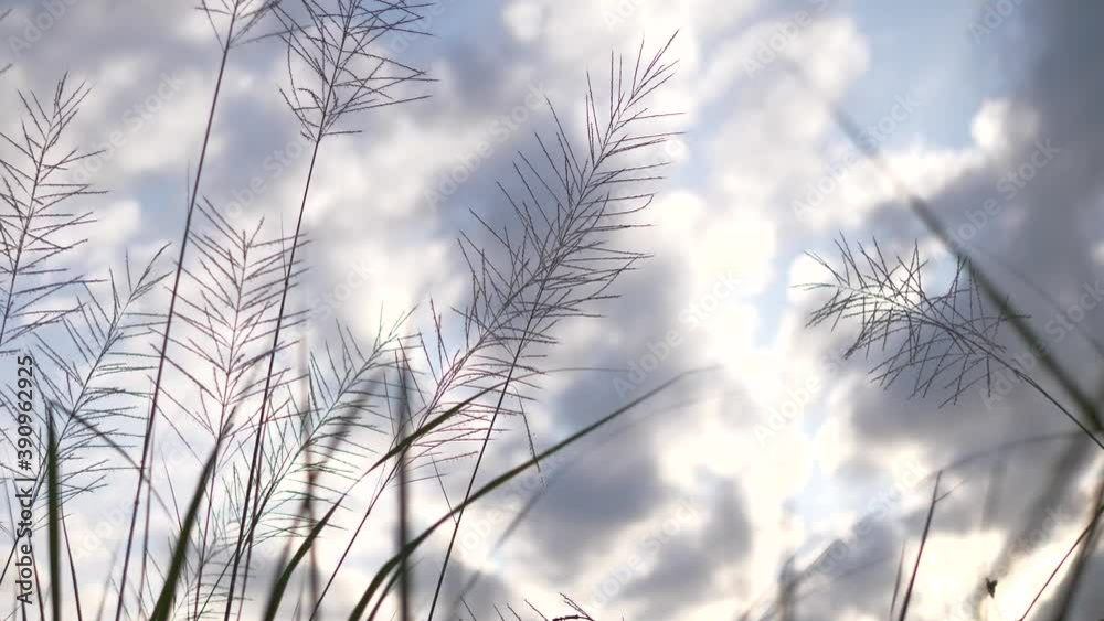 grass flower and blue sky with cloud and copyspace , nature and background concept.
grass flower and blue sky with cloud and copyspace , nature and background concept.