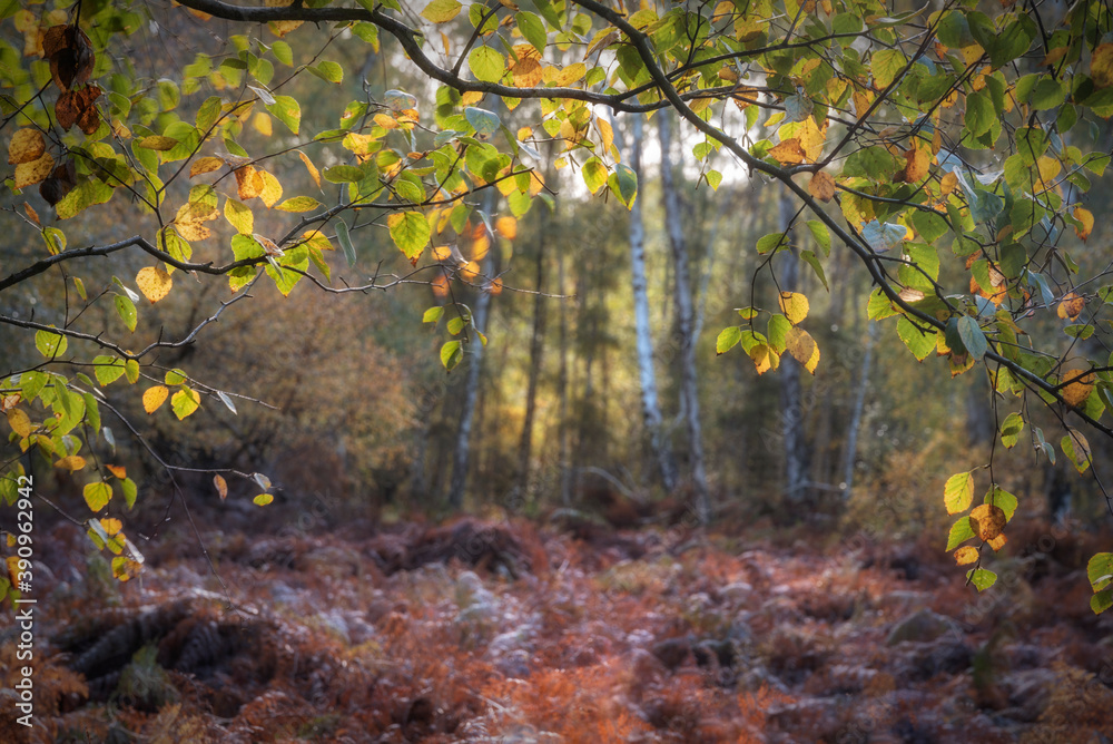 Stunning Autumn Fall landscape detail image in colorful woodland in English countryside