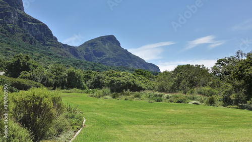 The lawn with green grass is surrounded by dense bushes. A picturesque mountain range against the blue sky. Glade in the botanical garden. Cape Town. South Africa.
