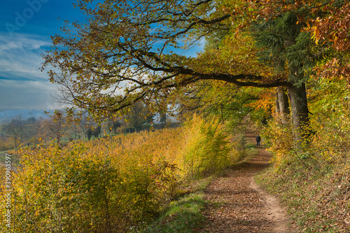 Fototapeta Naklejka Na Ścianę i Meble -  Herbstliche Waldwege in der Ortenau nahe Ettenheim