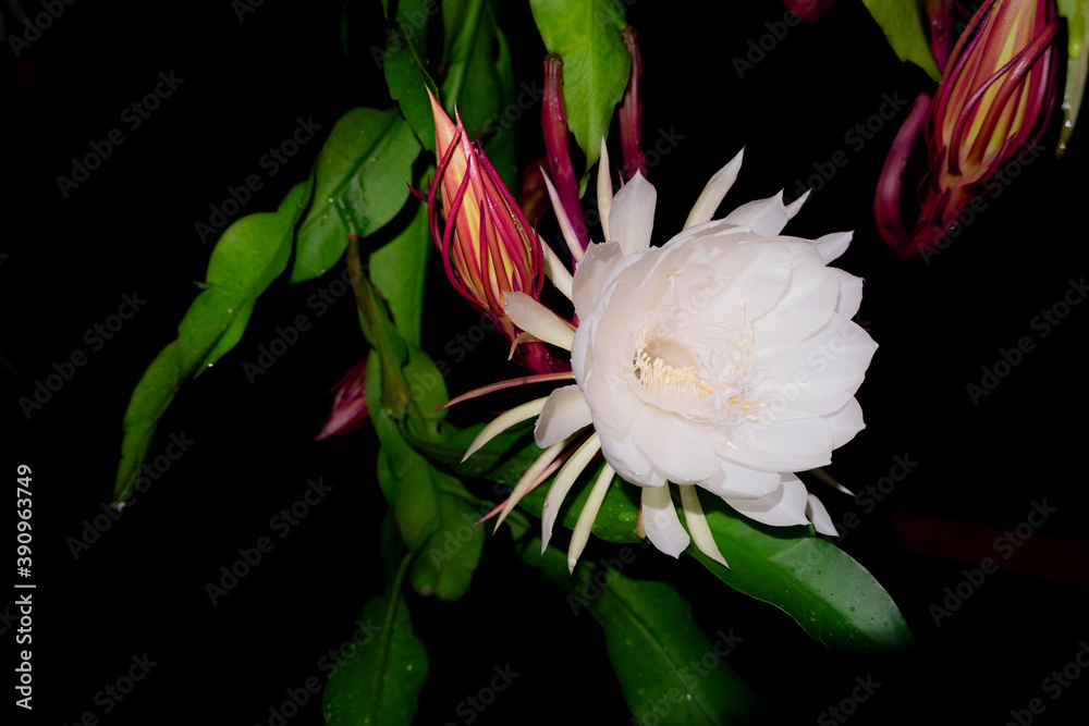 The Wijaya Kusuma (Epiphyllum Anguliger) flower blooms at midnight on a