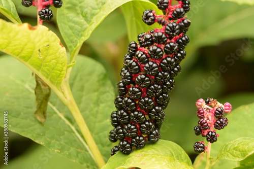 Phytolácca americána poisonous plant. Phytolacca acinosa medicinal and poisonous plant. photo