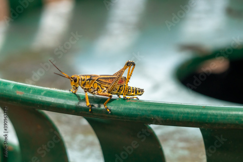 Grasshopper on a trash Can 
