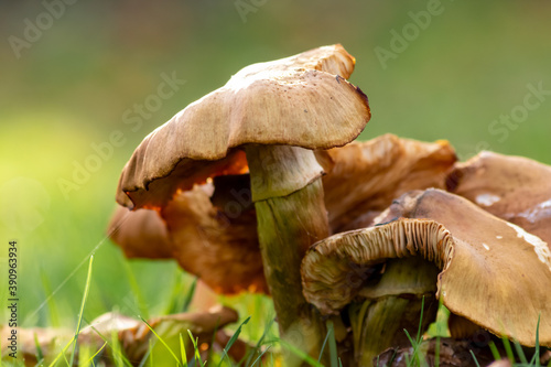 Big mushrooms in a forest found on mushrooming tour in autumn with brown foliage in backlight on the ground in mushroom season as delicious but possibly poisonous and dangerous forest fruit