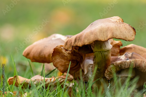 Big mushrooms in a forest found on mushrooming tour in autumn with brown foliage in backlight on the ground in mushroom season as delicious but possibly poisonous and dangerous forest fruit