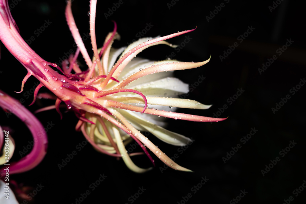 The Wijaya Kusuma (Epiphyllum Anguliger) flower blooms at midnight on a black background The Wijaya Kusuma (Epiphyllum Anguliger) flower blooms at midnight on a black background