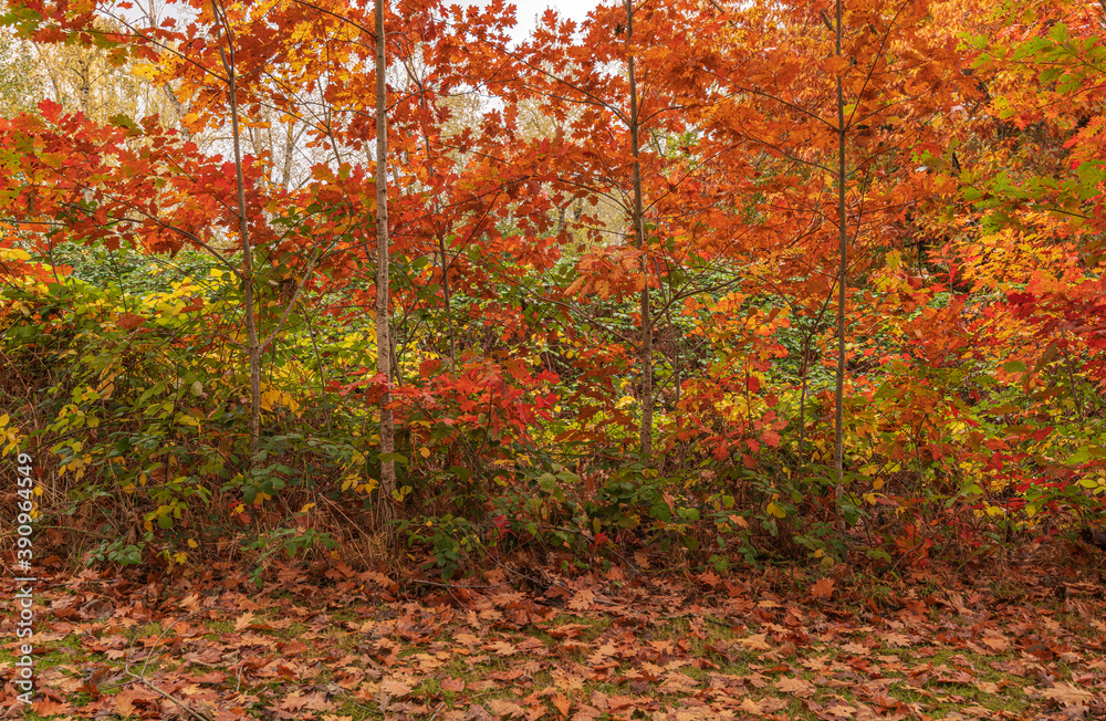 Autumn colors in a landscape Oregon state.
