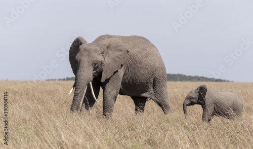 Photography Closeup shot of African elephants in a field