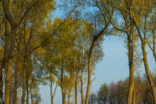 Fototapeta Naklejka Na Ścianę i Meble -  Trees in autumn colors in a field in bright sunlight at fall, Almere, Flevoland, The Netherlands, November 7, 2020