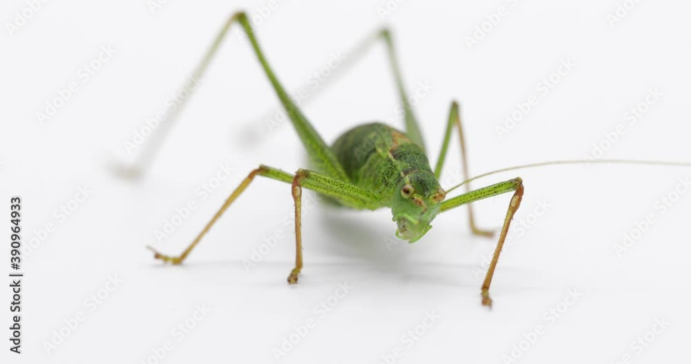 macro of a grasshopper isolated on white