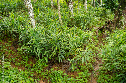 Ginger, an indigenous plant, is an important spice crop of the world. It is valued in medicine as a carminative and stimulant of the gastro-intestinal tract.