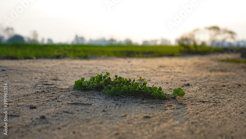 patch of grass on the ground