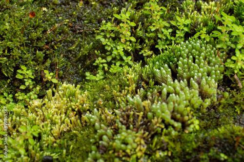 beautiful moss background 