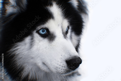 husky dog portrait